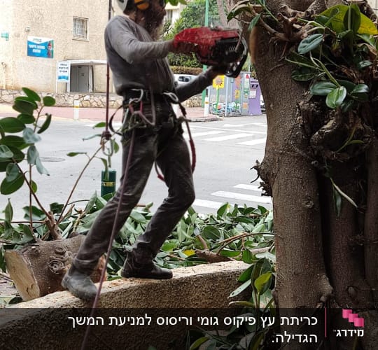 אדם גוזם עץ עם מסור חשמלי